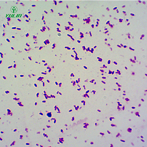 桿菌生物顯微實驗玻片