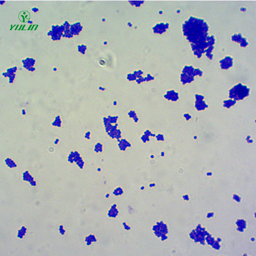 球菌生物顯微實(shí)驗(yàn)玻片