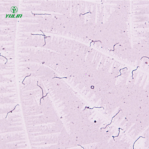 細(xì)菌、真菌類生物標(biāo)本片