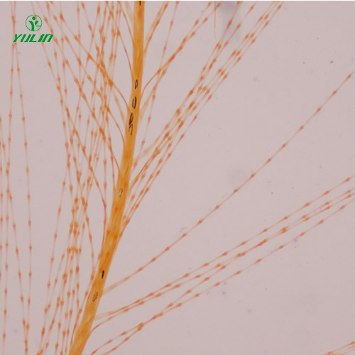 各種鳥類生物玻片