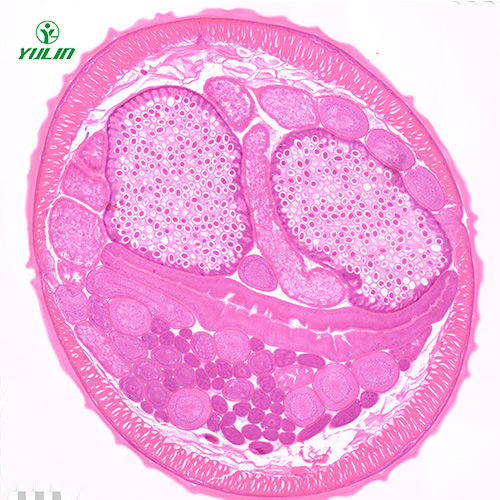 線蟲動物生物學實驗切片