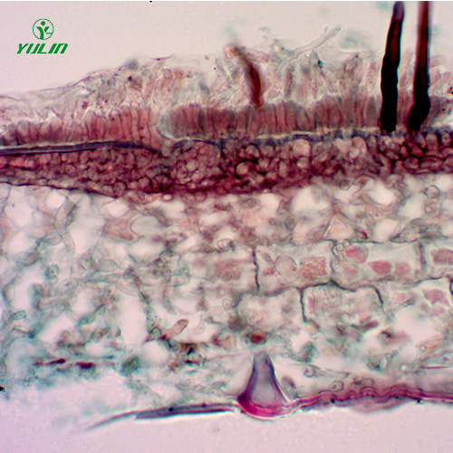 果樹病害標本片