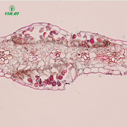 鞭毛菌植物病理實(shí)驗(yàn)切片