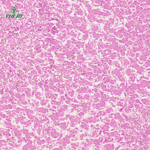 動物細(xì)胞、組織損傷及修復(fù)病理玻片