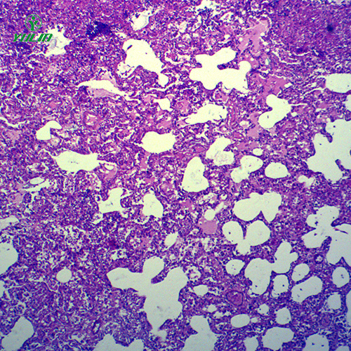 動物病理學(xué)炎癥類切片