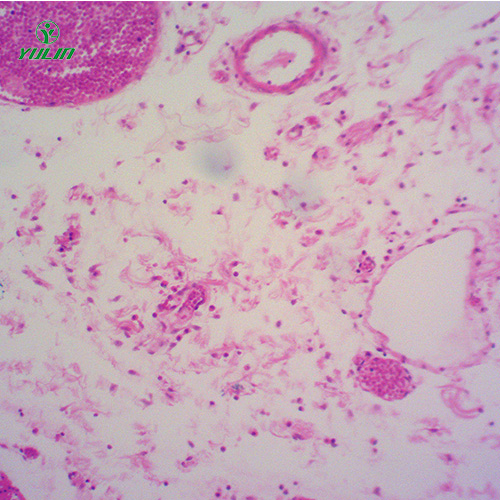 組織學(xué)結(jié)締組織實驗玻片