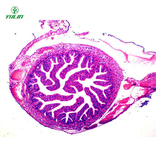 人體組織學(xué)上皮組織生物玻片
