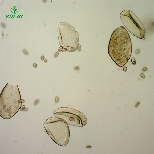 植物線蟲學(xué)玻片
