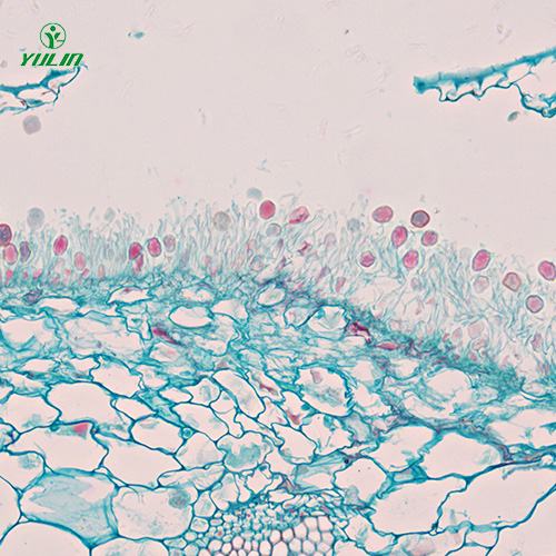 擔(dān)子菌、半知菌植物病理玻片