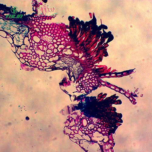 水稻、麥類植物病害玻片